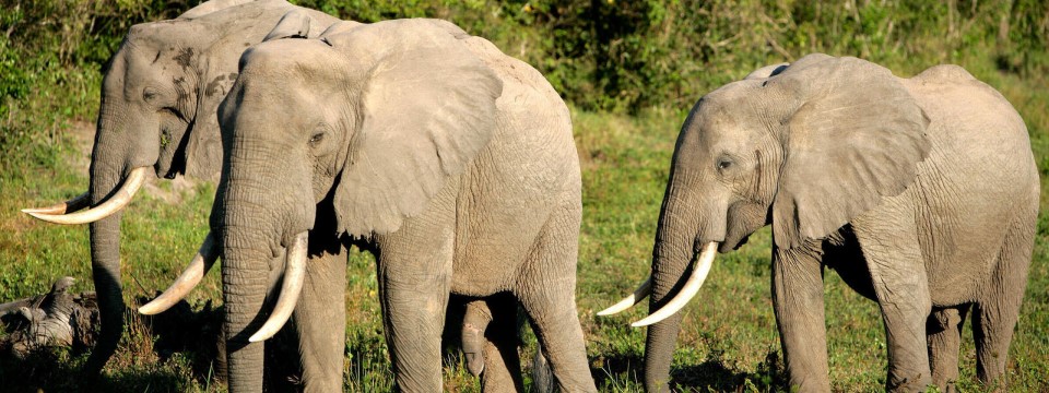African forest elephant conservation at Campo Maan National Park
